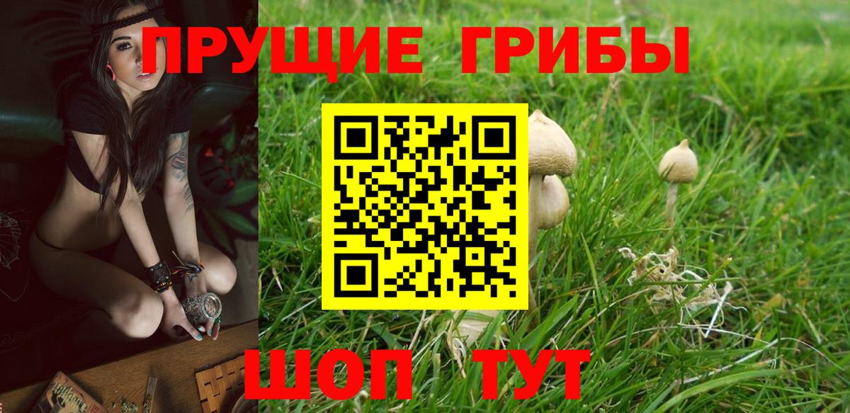 Псилоцибиновые грибы Cubensis  Вход с VPN  что такое   Галлюциногенные грибы прущие грибы  Вичуга 